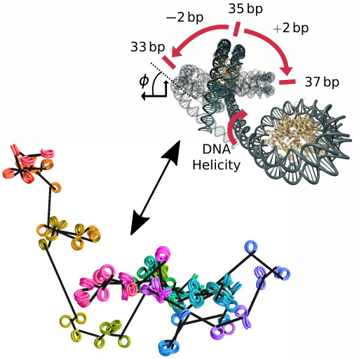 Image representing Nucleosome Chain Simulation and Theory.