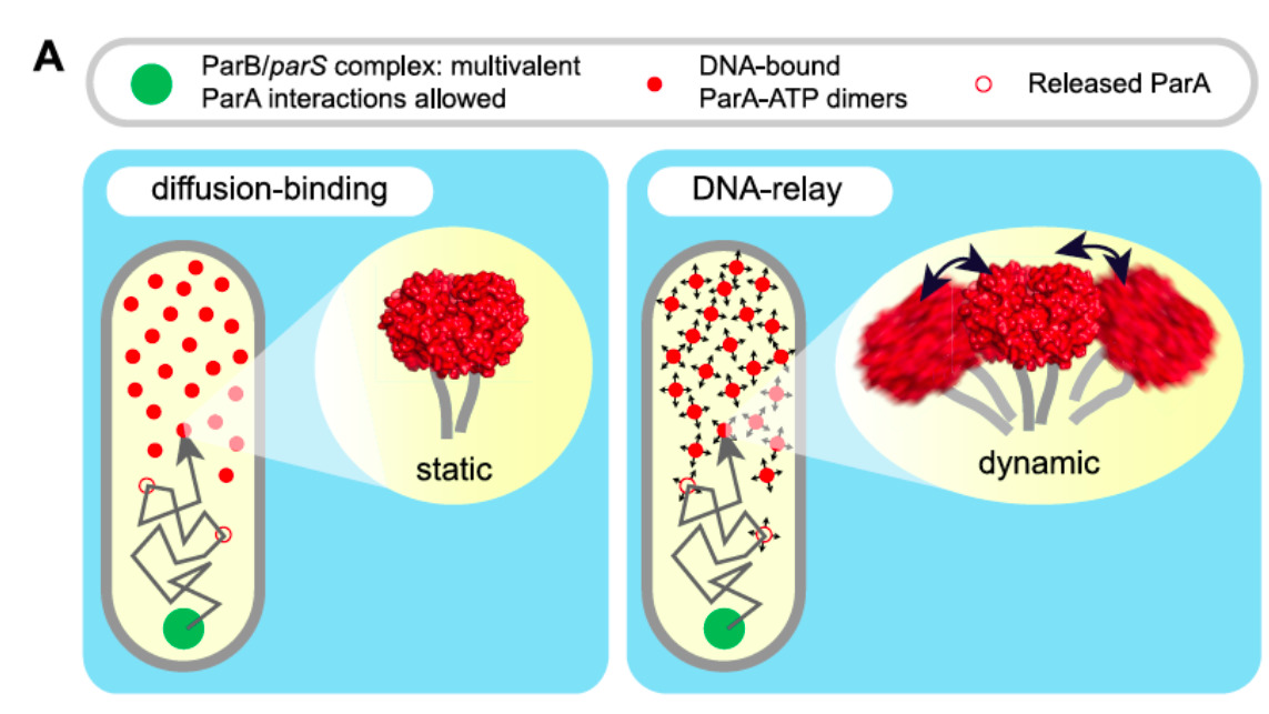 Image representing A molecular heat engine for segregating and partitioning bacterial chromosomes